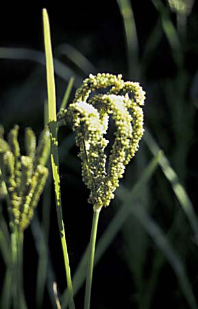 G_1033CR41-1_Millet_Close-up