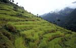 A_1033CR37-7_Terraced_Pddy_Field