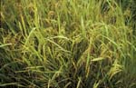 B_1033CR37-9_Detail_of_Rice_Crop