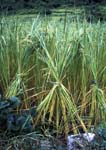 C_1033CR38-25_Rice_tied_up