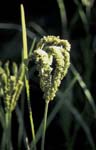 G_1033CR41-1_Millet_Close-up