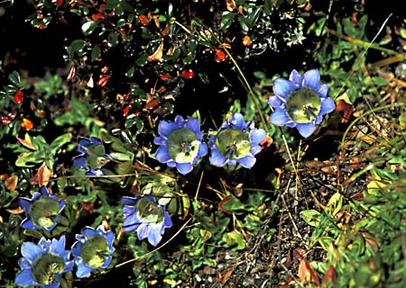 D_1033CR44-30_Gentians