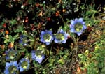 D_1033CR44-30_Gentians