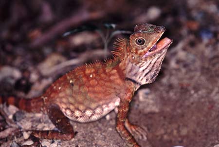 A_1033CR02-26_Chameleon_side_view