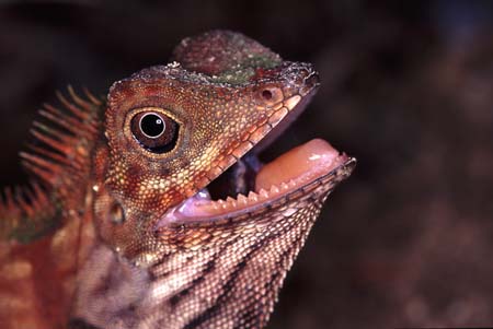 B_1033CR02-22_Chameleon_head