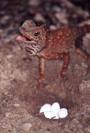 C_1033CR02-25_Chameleon_with_eggs