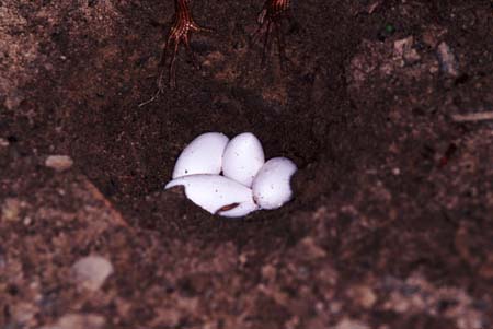 D_1033CR02-24_Chameleon_eggs