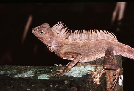 E_1033CR04-16_Chameleon_on_fence