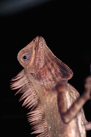 F_1033CR04-21_Chameleon_on_Tree