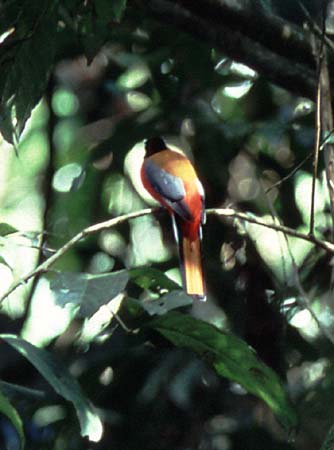 G_1033CR03-20_Bird