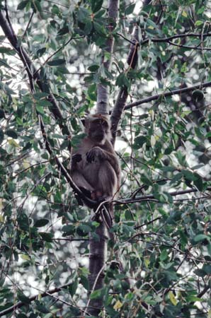I_1033CR21-2_Macaque_in_tree