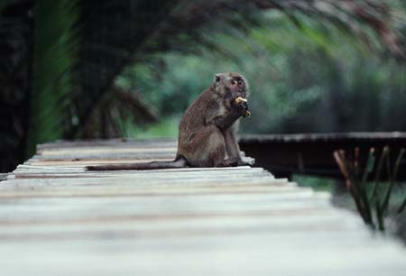 J_1033CR21-12_Macaque_on_board-walk