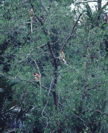 K_1033CR21-17_proboscis