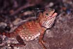 A_1033CR02-26_Chameleon_side_view