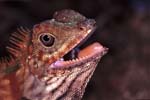 B_1033CR02-22_Chameleon_head