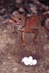 C_1033CR02-25_Chameleon_with_eggs
