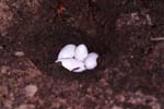 D_1033CR02-24_Chameleon_eggs