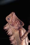 F_1033CR04-21_Chameleon_on_Tree