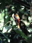 G_1033CR03-20_Bird