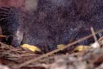 H_1033CR09-8_Chicks_in_Nest