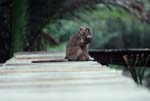 J_1033CR21-12_Macaque_on_board-walk