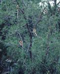 K_1033CR21-17_proboscis