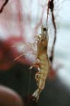 L_1033CR23-14_River_Prawn