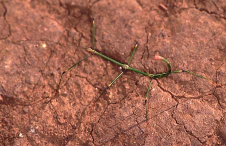 B_1033CR04-34_Green_stick-insect_on_ground