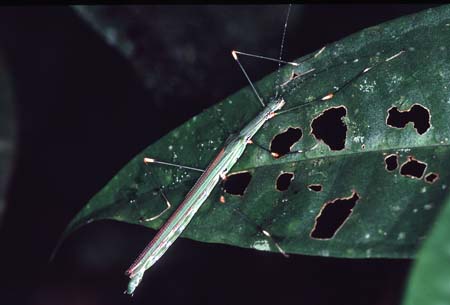 C_1033CR12-34_flying_stick-like_insect
