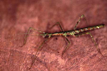 D_1033CR10-12_spiky_stick-insect