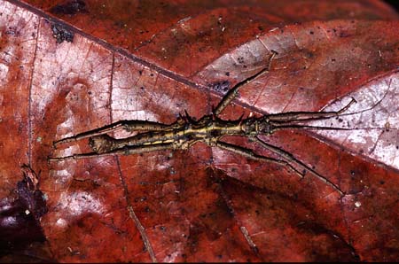 E_1033CR09-31_spiky_mantis