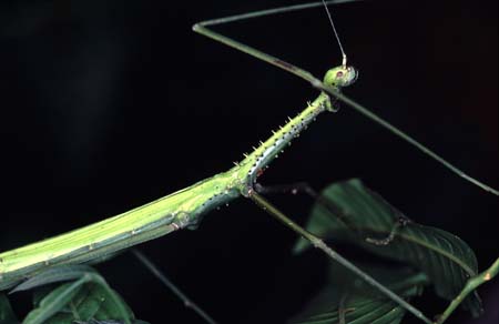 F_1033CR15-5_large_green_stick-insect