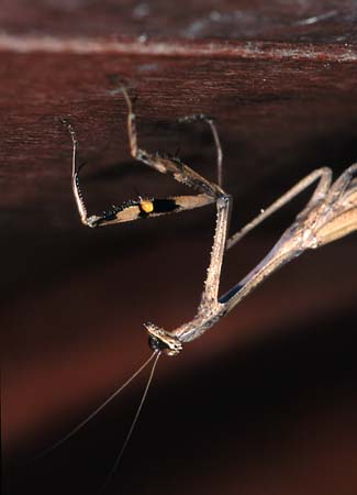 G_1033CR22-26_Mantis