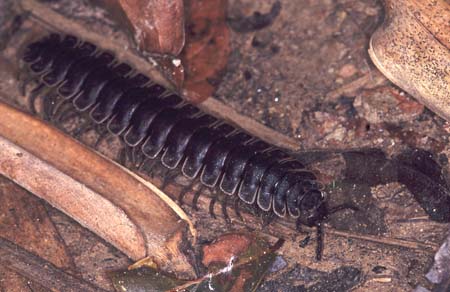 H_1033CR05-34_Millipede