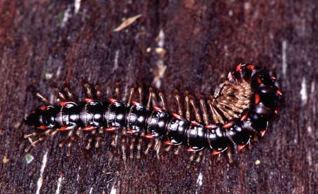 I_1033CR09-2_millipede