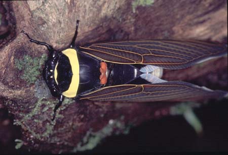 J_1033CR13-32_giant_cicada