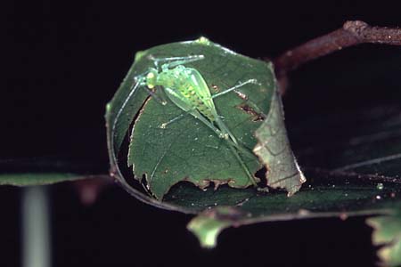 N_1033CR05-23_grasshopper_in_curled_leaf