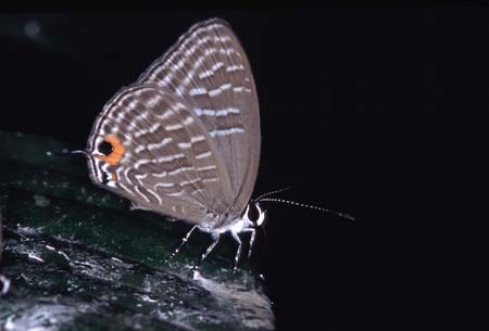 O_1033CR13-10_small_butterfly_on_droppings