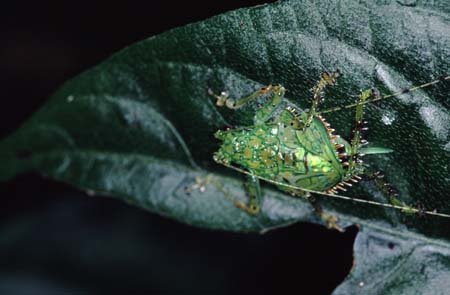 R_1033CR14-23_green_bug_spiky_rear
