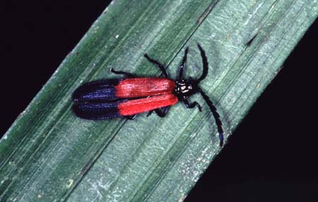 S_1033CR12-19_red&black_beetle