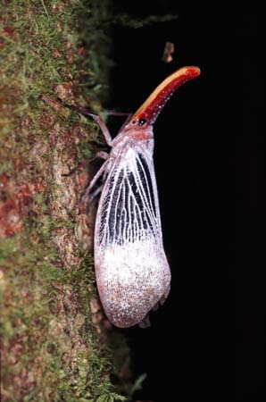T_1033CR10-24_lantern_bug
