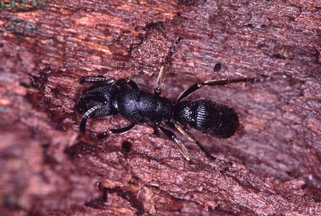 U_1033CR12-26_ant