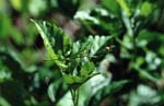 A_1033CR03-31_Stick-insect_(small)