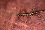 D_1033CR10-12_spiky_stick-insect
