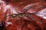 E_1033CR09-31_spiky_mantis