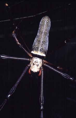C_1033CR16-7_large_spider_nephila