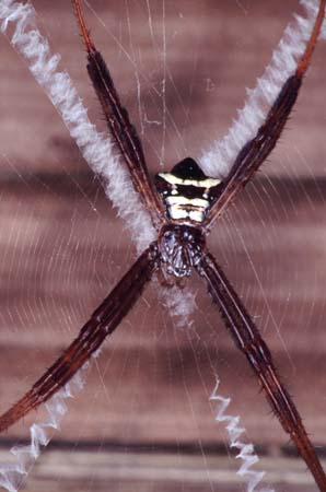 E_1033CR08-8_Spider_on_cross_web