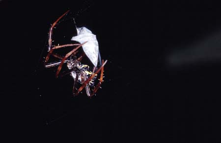 F_1033CR08-16_Spider_on_Cross