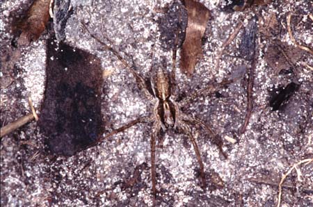 G_1033CR21-29_spider_on_tree_root