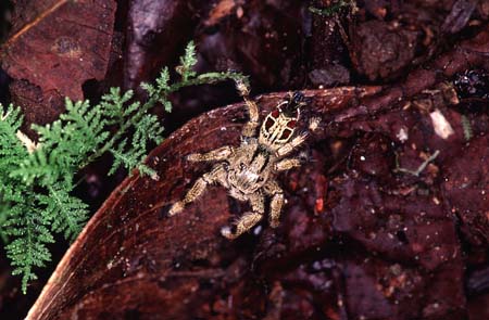 I_1033CR14-33_Spider1
